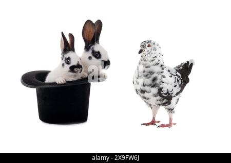 Taube und zwei Kaninchen sitzen in einem schwarzen Hut auf weißem Hintergrund. Stockfoto