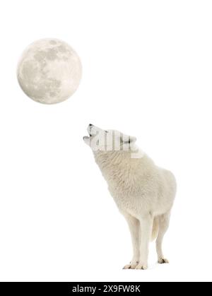 Mond und Polarwolf isoliert auf weißem Hintergrund Stockfoto