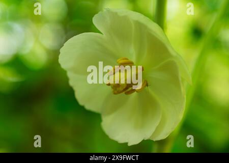 Nahaufnahme einer Mayapfelblüte, die im Mai in einem Wald von Wisconsin gefunden wurde. Stockfoto