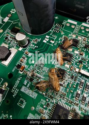 Kakerlaken, die kletterten, schlossen das elektronische Brett und die Ausrüstung, die zu einem Kurzschluss der Kakerlaken auf dem Brett führte, brannten ab. T Stockfoto