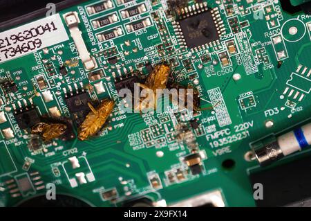 Kakerlaken, die kletterten, schlossen das elektronische Brett und die Ausrüstung, die zu einem Kurzschluss der Kakerlaken auf dem Brett führte, brannten ab. T Stockfoto