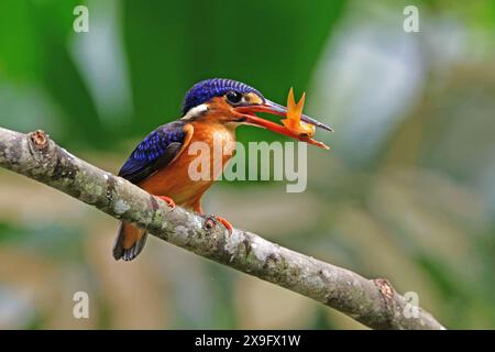 Blauohriger eisvogel (Alcedo Meninting), der auf einem kleinen Zweig thront Stockfoto