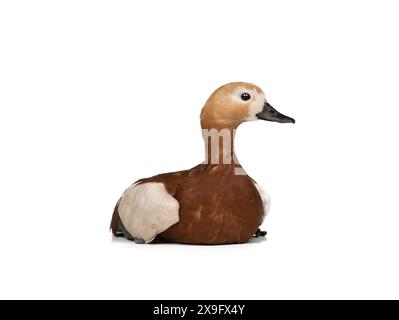 Roddy Shelduck (Tadorna ferruginea) isoliert auf weißem Hintergrund Stockfoto