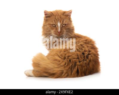 Sitzende orangene Katze isoliert auf weißem Hintergrund Stockfoto