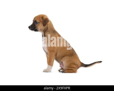 Brauner Welpe isoliert auf weißem Hintergrund Stockfoto