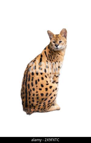 Sitzendes Serval isoliert auf weißem Hintergrund Stockfoto