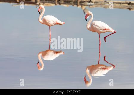 Zwei große Flamingos (Phoenicopterus roseus) spiegeln sich bei Sonnenuntergang im rosafarbenen Wasser der Kliphoek Saltpans, Velddrif, Westküste, Südafrika Stockfoto