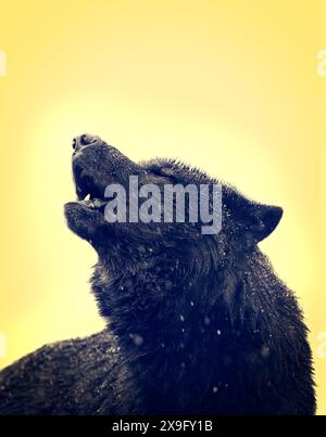 Porträt heulender Wolf Winter auf gelbem Hintergrund im Retro-Stil Stockfoto