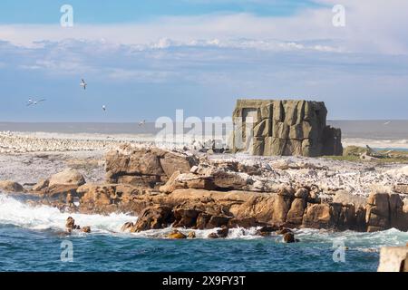 Felsenförmige Vogelhäute in der weltweit gefährdeten Aufzuchtkolonie Cape Gannet (Morus capensis) auf Bird Island, Lamberts Bay, Westküste, Südafrika, Stockfoto