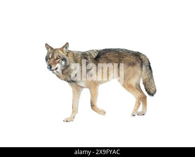 Wandelnder Wolf im Winter isoliert auf weißem Hintergrund Stockfoto