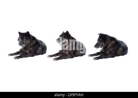 Drei schwarze kanadische Wölfe auf weißem Hintergrund Stockfoto