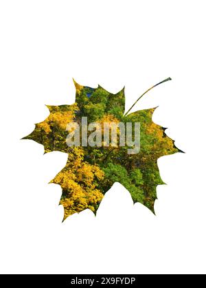 Bäume gegen den Himmel im Wald Stockfoto