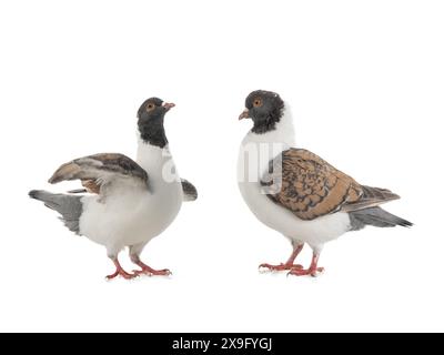 Zwei deutsche Taube modena isoliert auf weißem Hintergrund Stockfoto