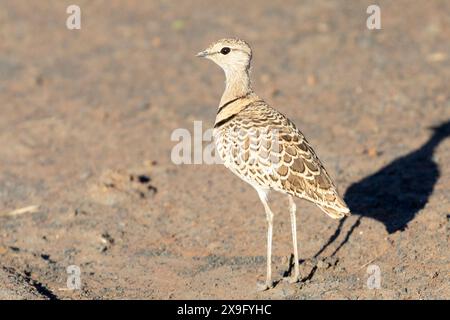 Doppelbändiger Courser (Rhinoptilus africanus) bei Sonnenuntergang, Mokala Nationalpark, Nordkap, Südafrika Stockfoto