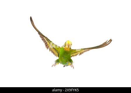 Budgie im Flug isoliert auf weißem Hintergrund Stockfoto