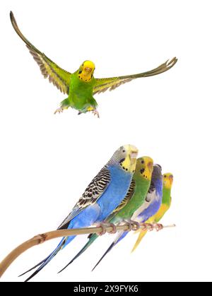 Budgie im Flug isoliert auf weißem Hintergrund Stockfoto