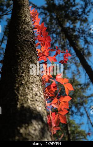 Blätter von wilden Trauben auf einem Baumstamm im Wald Stockfoto