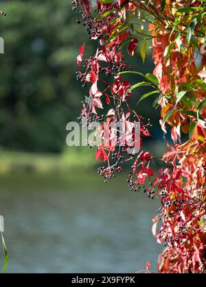 Sitting dragonfly on red leaves of wild grapes Stockfoto