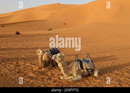 Sanddünen bei Taghit in Westalgerien Stockfoto