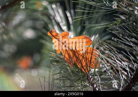 Schönes Herbstgelände Eichenblatt liegt auf Kiefernnadeln Stockfoto