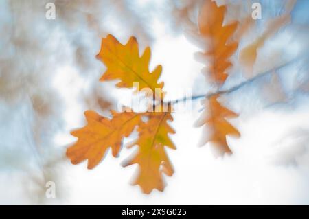 Schöner herbstlicher verschwommener Hintergrund von Eichenblättern am Himmel Stockfoto