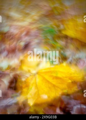 Wunderschöner herbstlicher, verschwommener Hintergrund. Gelbes Ahornblatt liegt auf dem Boden im Wald Stockfoto