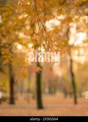 Herbstblatt gegen untergehende Sonne und Abendhimmel Stockfoto