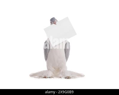 Taube hält ein Blatt im Schnabel, um Ihren Text zu schreiben, ist isoliert auf einem weißen Hintergrund Stockfoto