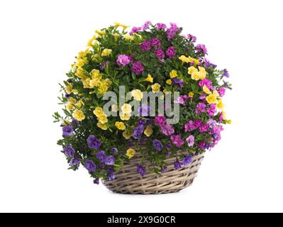 calibrachoa Blume weißer Topf auf weißem Hintergrund Stockfoto