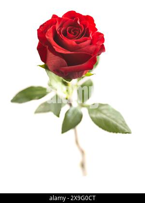 Rote Rose auf weißem Hintergrund Stockfoto
