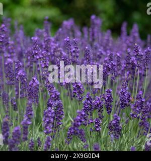 Nahaufnahme der Blumen von Lavendel Lavandula angustifolia 'Hidcote', die im Sommer in einem Garten wachsen Stockfoto