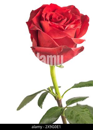 Rote Rose auf weißem Hintergrund Stockfoto