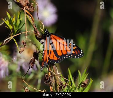 Ein Monarch-Schmetterling - Danaus plexippus, der sich von afrikanischem Milchgras in Blüte ernährt. Seltene Sichtung in Oeiras, Portugal. Familie der Nymphalidae. Stockfoto