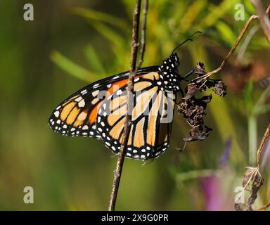 Ein Monarch-Schmetterling - Danaus plexippus, der sich von afrikanischem Milchgras in Blüte ernährt. Seltene Sichtung in Oeiras, Portugal. Familie der Nymphalidae. Stockfoto