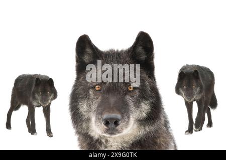 Schwarze kanadische Wölfe auf weißem Hintergrund Stockfoto
