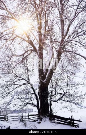 Sonnenstrahlen bahnen ihren Weg durch die Äste eines Baumes im Winter Stockfoto