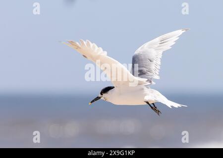 Sandwich Tern (Thalasseus sandvicensis) fliegen, im Flug, Bird Island, Lamberts Bay, Westküste, Südafrika Stockfoto