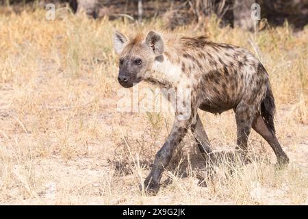 Gefleckte Hyena oder lachende Hyena (Crocuta crocuta) alpha-männlich, Kgalagadi Transfrontier Park, Kalahari, Nordkap, Südafrika im Grasland Stockfoto