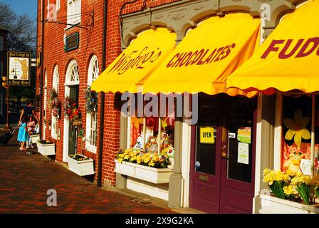 Ein Schokoladen- und Süßigkeitenladen richtet Baldachine ein, die zu den Narzissen des frühen Frühlings in der historischen Innenstadt und der Backsteinarchitektur von Newburyport passen Stockfoto