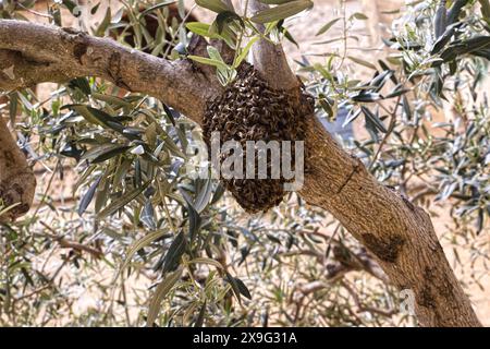 Ein neuer Bienenschwarm ist aus dem Stock geflohen und saß an einem Sommertag auf einem grünen Baum Stockfoto
