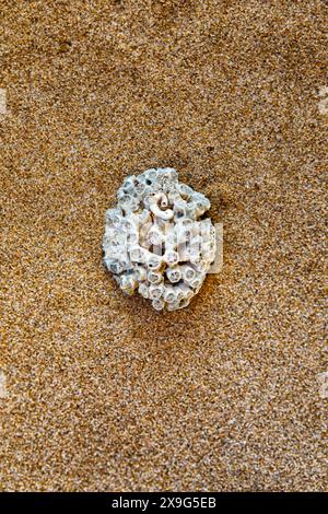 Ausrufezeichen, Frage, Punkt, Bindestrich, Minus, Plus für Schrift oder Alphabet, mit Muscheln auf Sand. Muschelalphabet auf dem Sand. Nautische Buchstaben sp Stockfoto