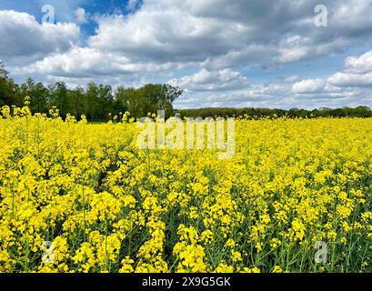 Hellgelbes Rapsfeld im niederrheinischen Gebiet bei Holland Stockfoto