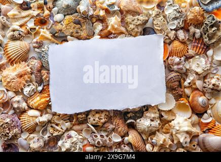 white paper on a background of sea shells of different colors on. place for text Stockfoto