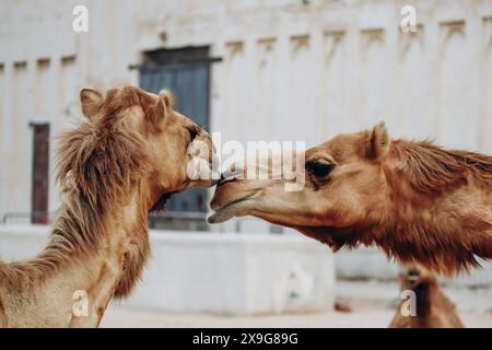 Kamele in Doha in der Gegend von Souq Waqif Stockfoto