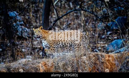 Indischer Leopard in Jhalana Stockfoto