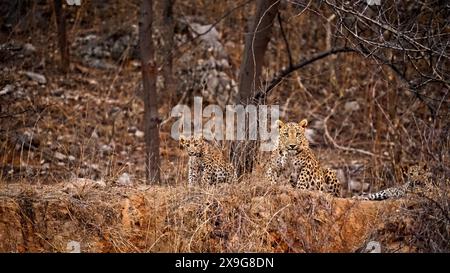 Indischer Leopard in Jhalana Stockfoto