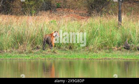 Indischer Tiger im bandhavgarh-Nationalpark Indien Stockfoto