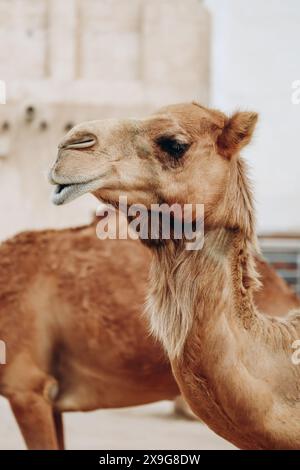 Kamele in Doha in der Gegend von Souq Waqif Stockfoto