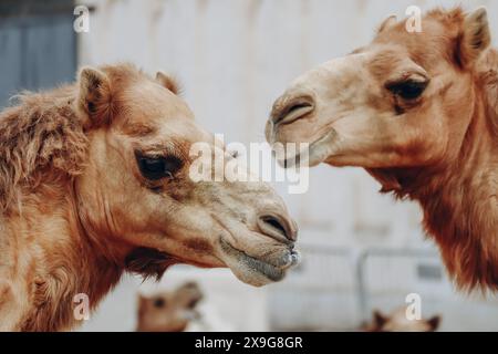 Kamele in Doha in der Gegend von Souq Waqif Stockfoto