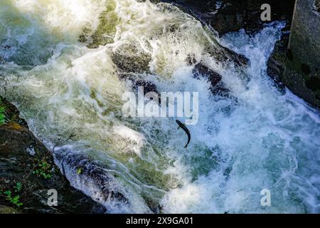 Lachse, die flussaufwärts im Ketchikan Creek in Alaska schwimmen, um zu laichen – eine große Gruppe von chinook-Lachse, die am Ende ihres Lebenszyklus kämpfen Stockfoto